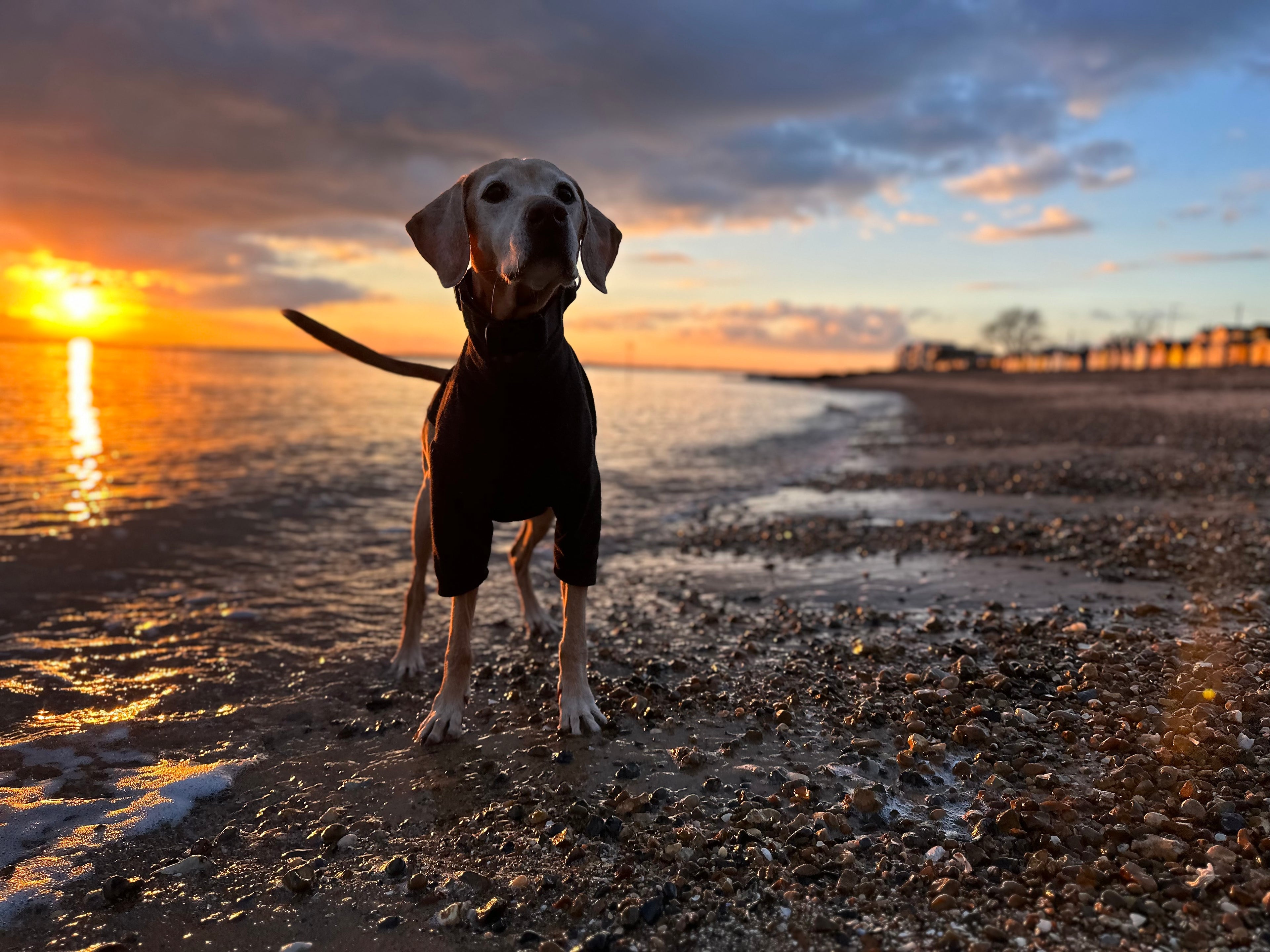 Millie on Mersea Beach