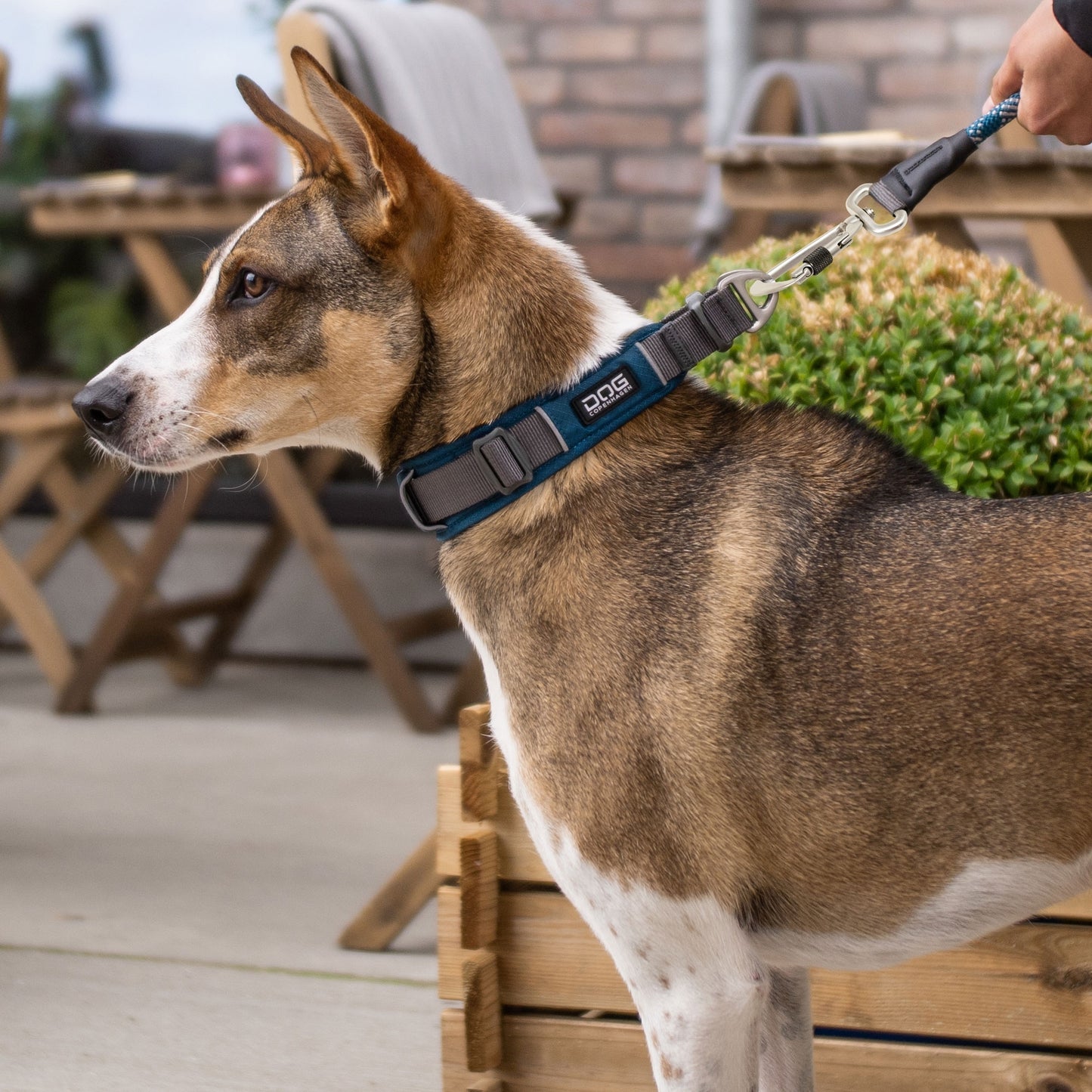 Urban Explorer™ Collar