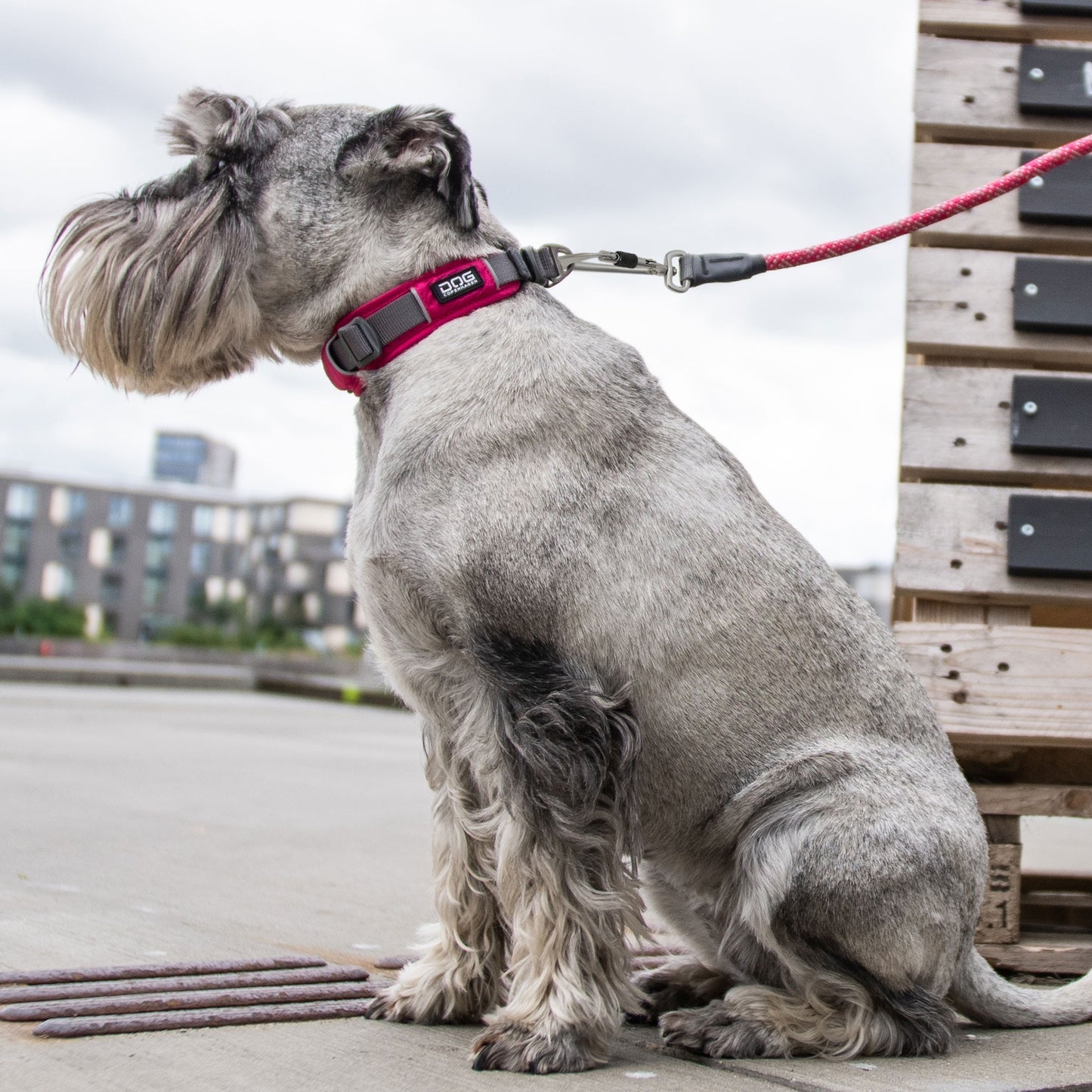 Urban Explorer™ Collar