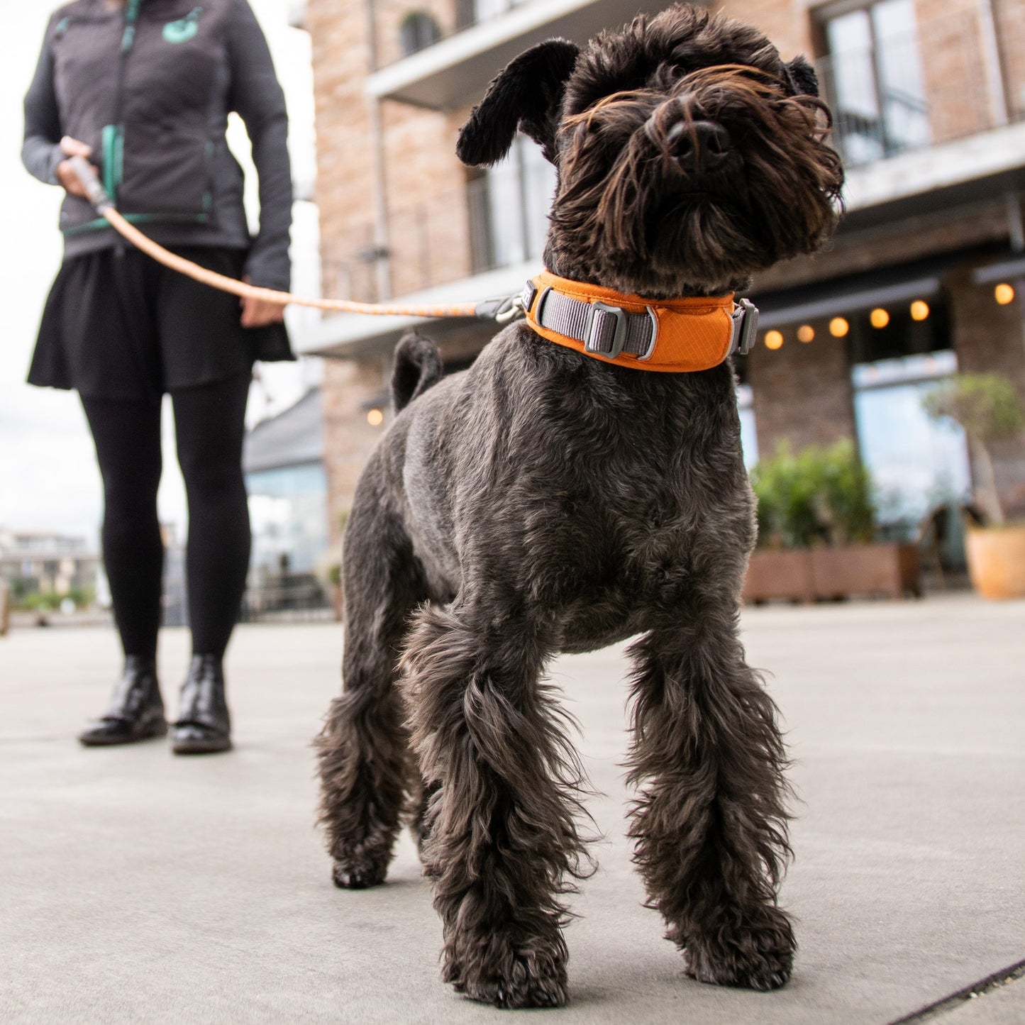 Urban Explorer™ Collar