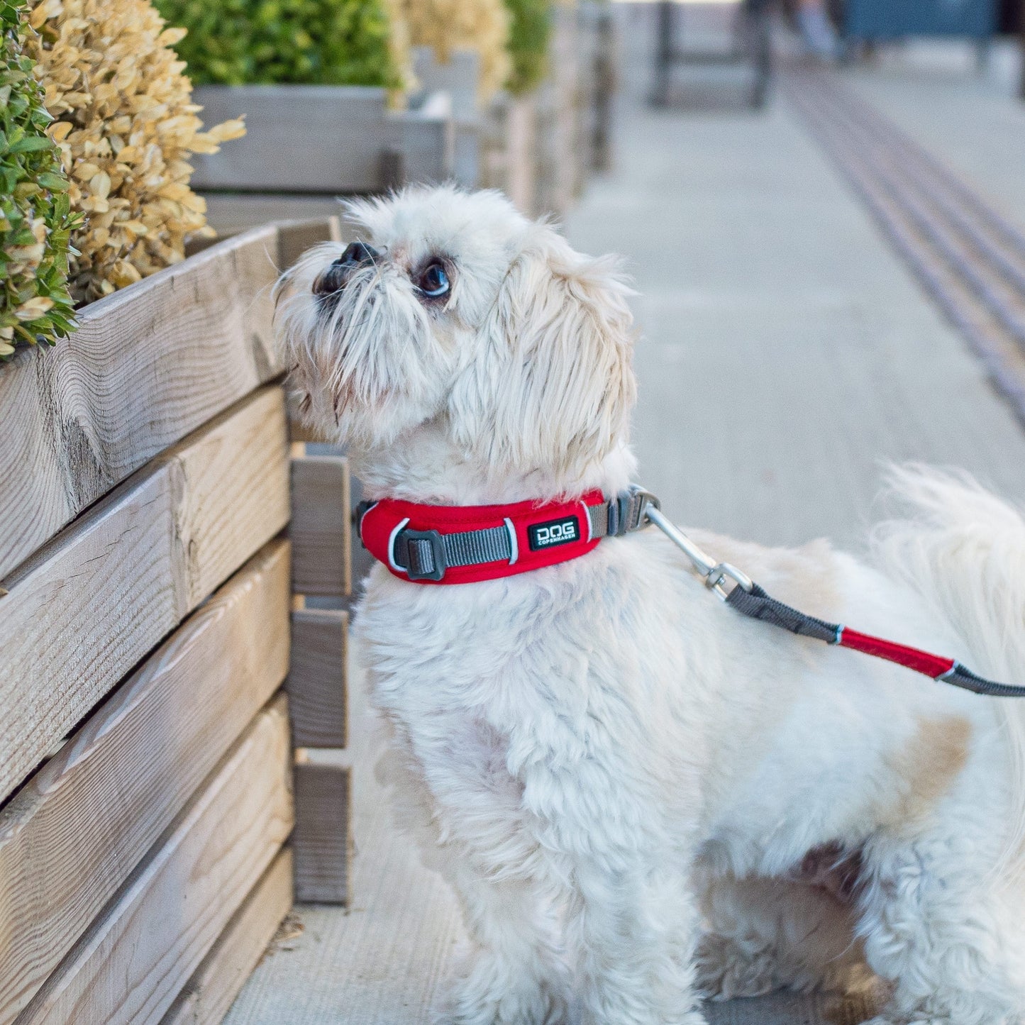 Urban Explorer™ Collar