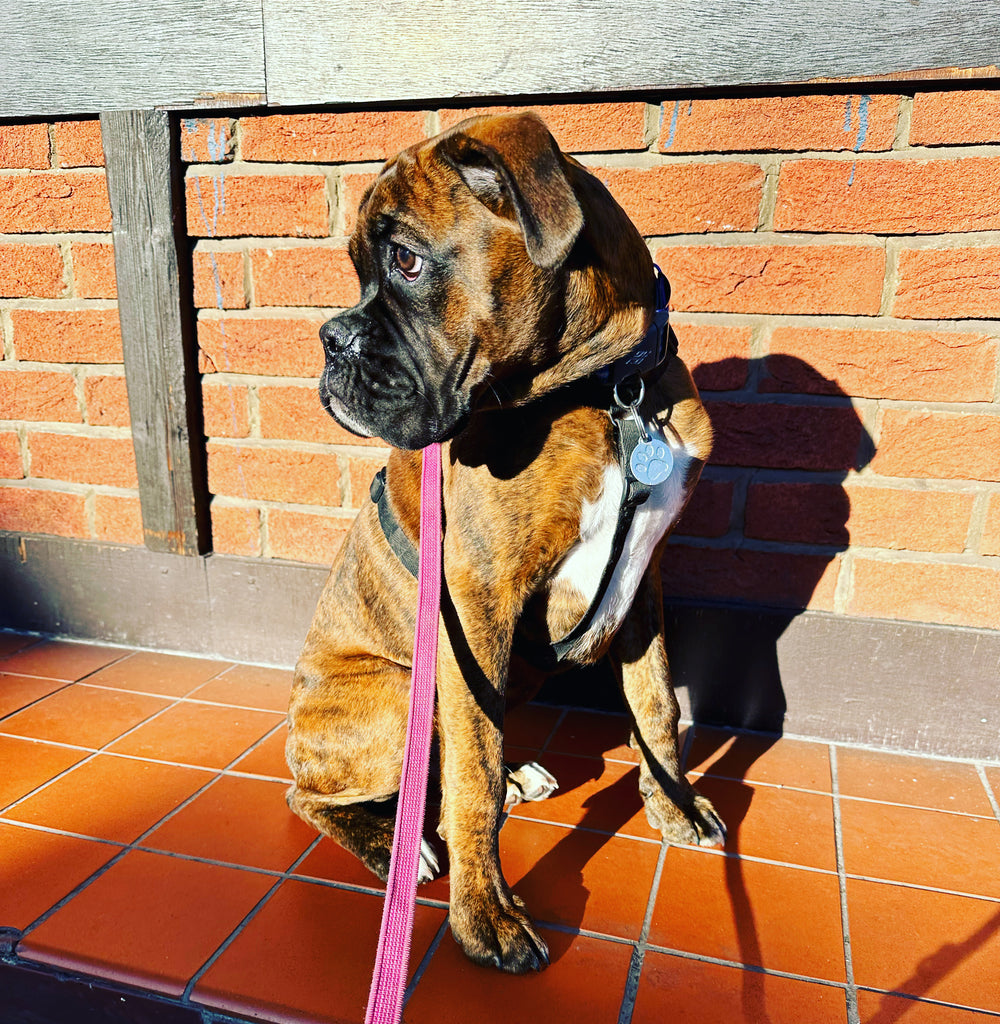 Dog Trainer Colchester Essex Mersea Mutts Mersea Mutts Ltd