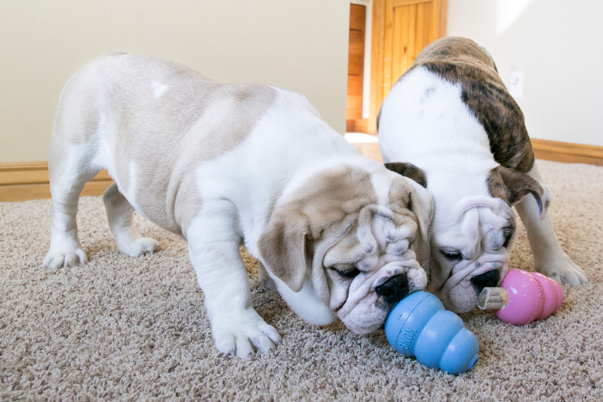 Dog Trainer Colchester Essex Mersea Mutts Ltd