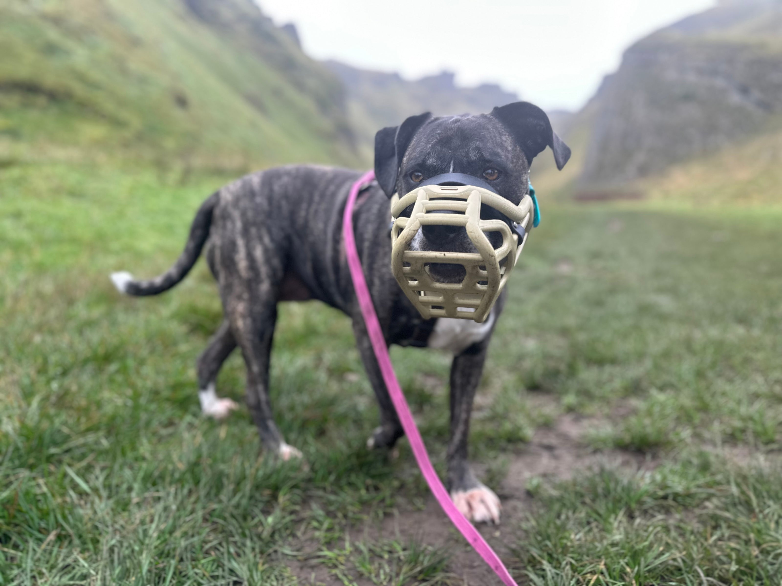 Dog Trainer Leash Reactive Dog Reddit Leash Reactive Dog Reddit